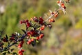 Cotoneaster pannosus Franch. CotonÃÂ©aster leaf